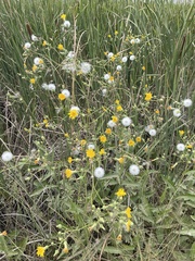 Sonchus arvensis
