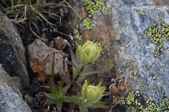 Castilleja occidentalis