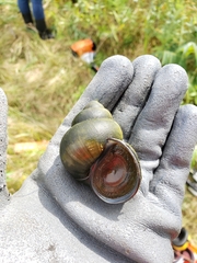 Cipangopaludina chinensis