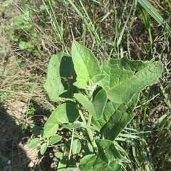 Physalis hederifolia