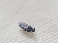 Holoplagia guamensis