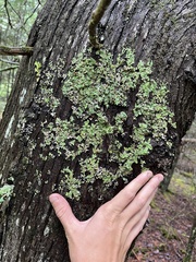 Ricasolia quercizans