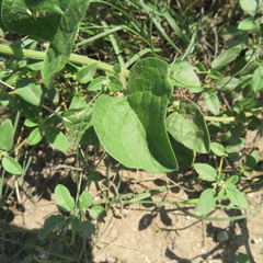 Physalis hederifolia