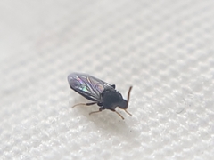 Holoplagia guamensis