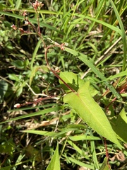 Persicaria arifolia