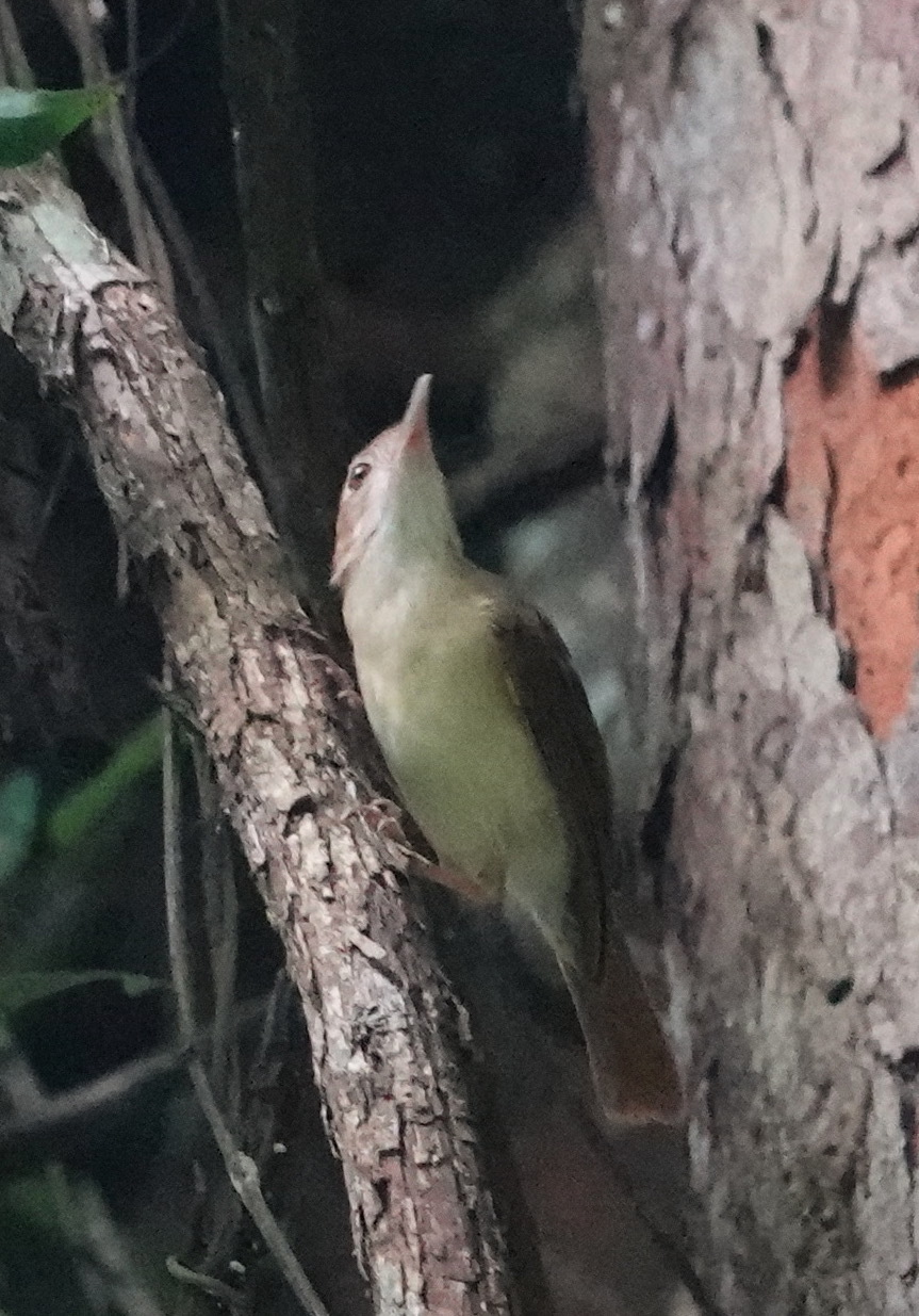 Ferruginous Babbler illustration