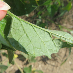 Physalis hederifolia
