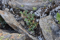 Sibbaldia procumbens
