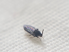 Holoplagia guamensis