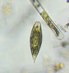 Euglena