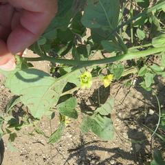 Physalis hederifolia