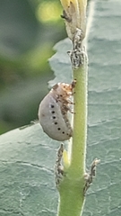 Doryphorina