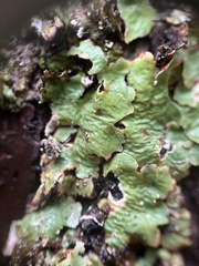 Ricasolia quercizans