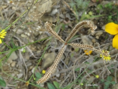 Eleusininae