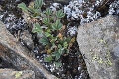Sibbaldia procumbens
