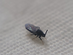 Holoplagia guamensis