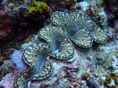 Tridacna maxima