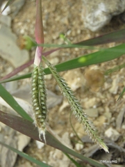 Eleusininae