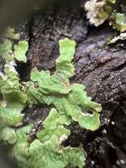 Ricasolia quercizans