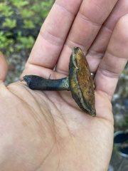 Cyanoboletus pulverulentus
