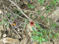 Sanvitalia procumbens