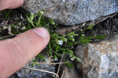 Cherleria biflora