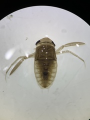 Corixidae