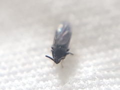 Holoplagia guamensis