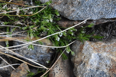 Cherleria biflora