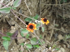Sanvitalia procumbens