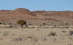Aloidendron dichotomum