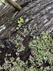 Ricasolia quercizans