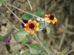 Sanvitalia procumbens