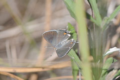 Strymon acis bartrami