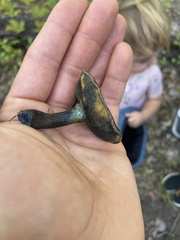 Cyanoboletus pulverulentus