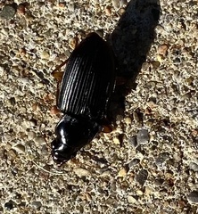 Harpalus pensylvanicus