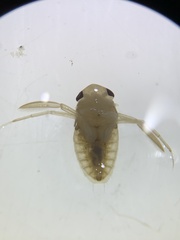 Corixidae