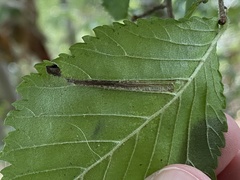 Phyllonorycter tristrigella