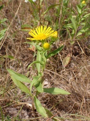 Pentanema britannica