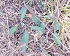 Pilosella officinarum