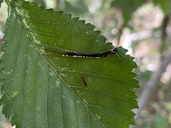 Phyllonorycter tristrigella