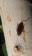 Periplaneta australasiae