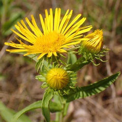 Pentanema britannica