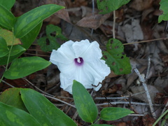 Ipomoea pandurata