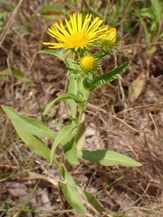 Pentanema britannica