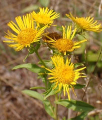 Pentanema britannica