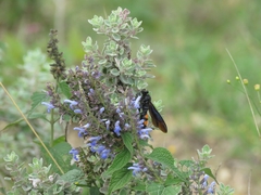 Salvia polystachia