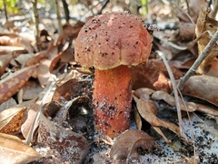 Exsudoporus floridanus
