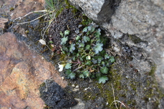 Romanzoffia sitchensis