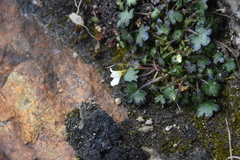 Romanzoffia sitchensis